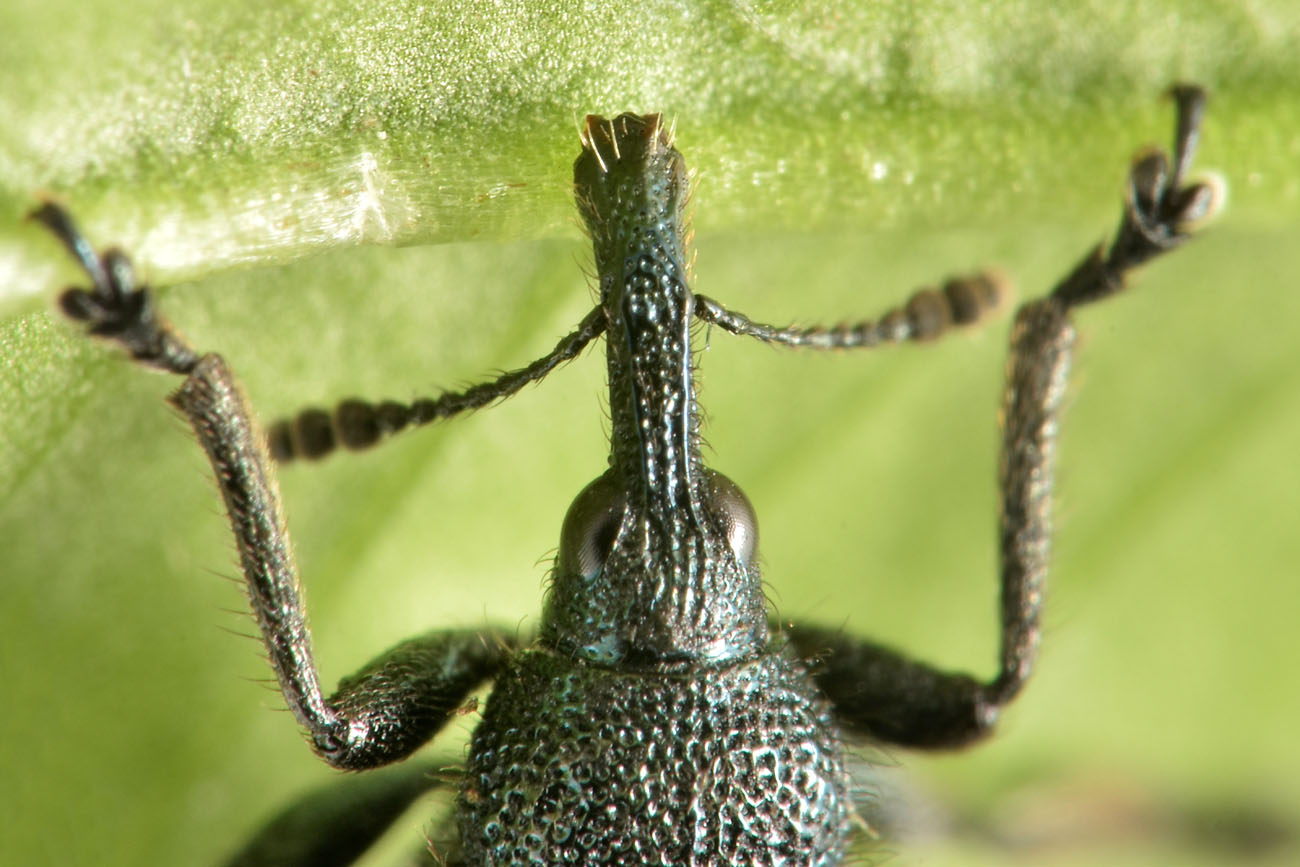 Rhynchitidae: Involvulus sp? Sì, Involvulus pubescens